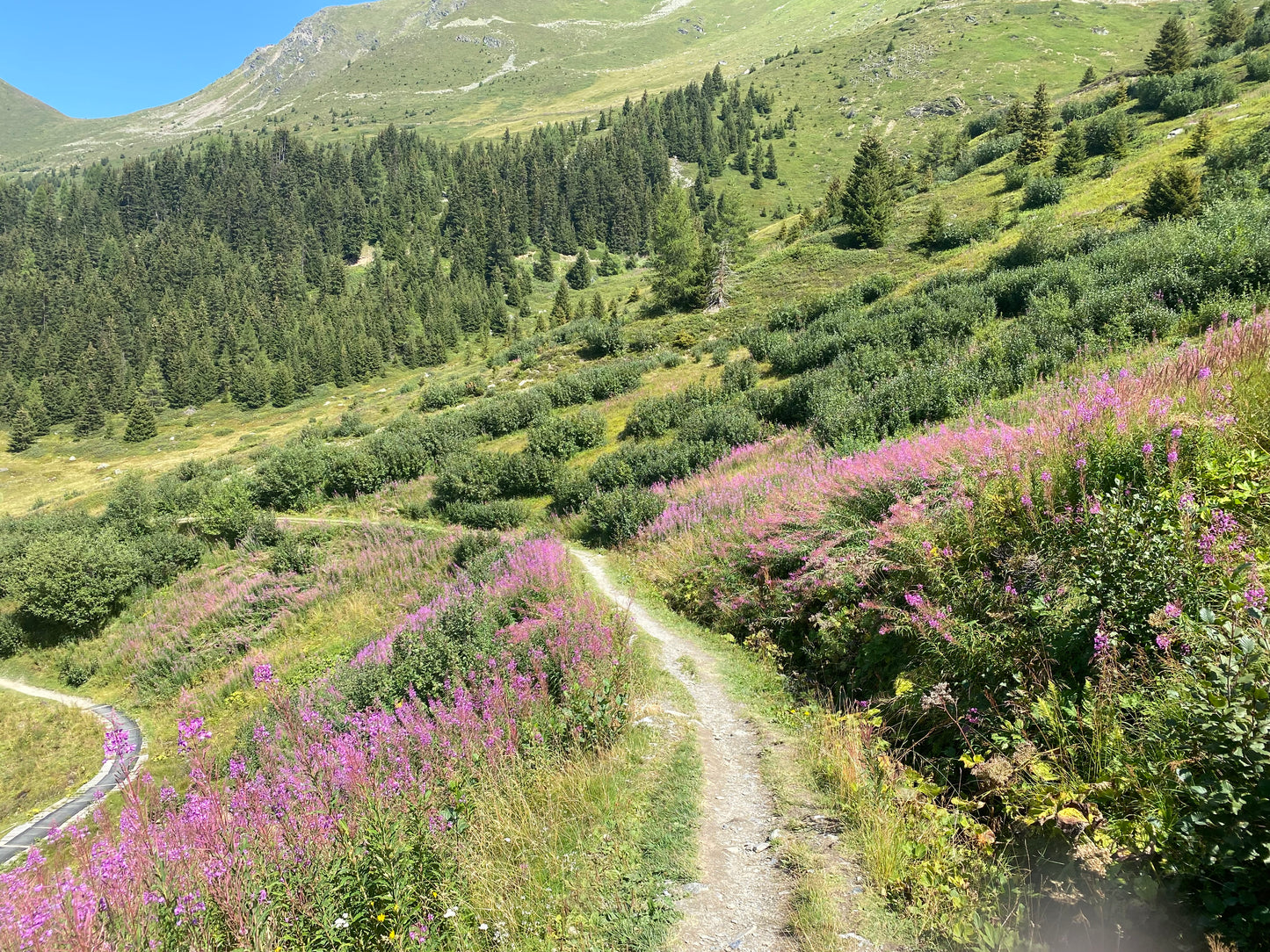 Ladies guided walking day